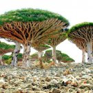 Dragon Tree Seeds to Grow 10 Seeds Dracaena Draco Seeds Exoti