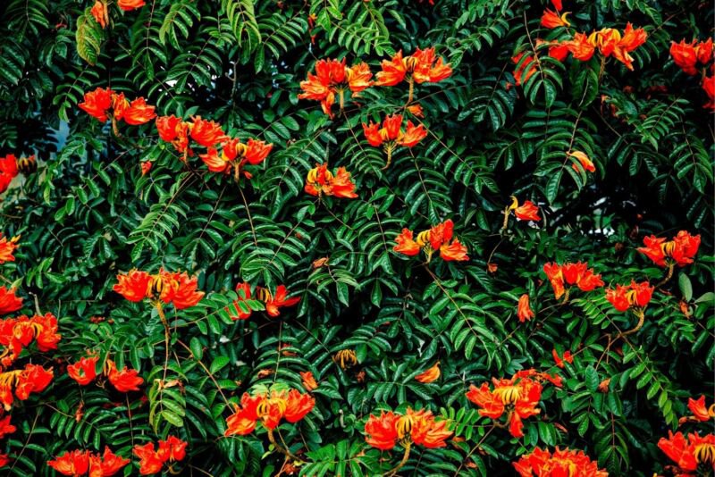 30 African Tulip Tree Seeds Spathodea campanulata Exotic Tropical Flowering T
