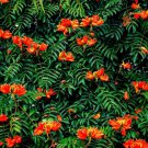 30 African Tulip Tree Seeds Spathodea campanulata Exotic Tropical Flowering T