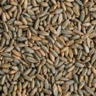 12 oz Signature Rye Berries Organic and Healthy High in Fiber and Iron 12 o
