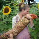 Mammoth Red Mangel Beet Seeds 50 Seeds Big Bodacious Beets