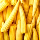 Japanese Baby Corn Seeds 20 Seeds Great on Salads or as Garnish