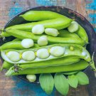 50 Lima Bean Seeds Easy to Grow Fordhook 242 Lima Bean Award W