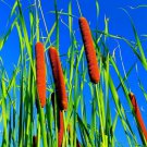 Cattail Seeds 5000+ Seeds Attractive Aquatic Plant