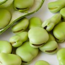 25 Aquadulce Fava Bean Seeds Easy to Grow