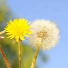500 Dandelion Herb Seeds Taraxacum officinale Perennial Herb Flow