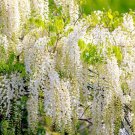 5 White Wisteria Seeds Wisteria sinensis Alba 5 Rare Seeds Pop