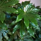20 Paperplant Seeds Fatsia Japonica Great Indoor Plant or Annua