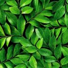 6 Tea Plant Seeds Camellia Sinensis Herb