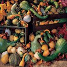 Large Gourd Mix Seeds to Grow 25+ Seeds Grow Your Own Fall Decor