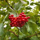 30 American Highbush Cranberry Seeds Viburnum trilobum