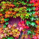 50 Japanese Ivy Seeds Easy to Grow Creeping Ivy Vine From Iowa