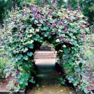 Hyacinth Bean Vine Seeds 20 Seeds Grow Purple Pod Beans Dolichos Lablab