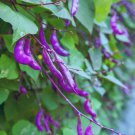 Purple Hyacinth Bean Vine Seeds 15 Seeds Grow Purple Pod Beans Dolichos La