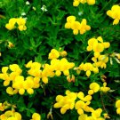 250+ Birdsfoot Deervetch Yellow Trefoil Lotus Flower Bird Feet Ground Cover He