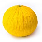 20 Golden Beauty Casaba Melon Seeds Easy to Grow