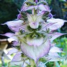 30 Clary Sage Seeds BluishWhite Easy to Grow Herb