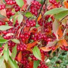 30 Red Chokeberry Seeds Aronia arbutifolia Aronia Berry Tree