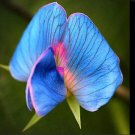 5 Rare King TUT Blue Sweet Pea Seeds Lathyrus sativus azureus H