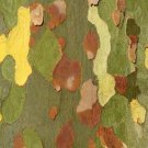 50 London Plane Tree Seeds Platanus acerifolia Exotic Bark Peels for Color