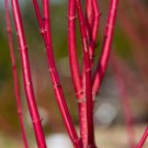 20 Red Dogwood Cuttings to Plant No Roots Easy to Grow Vibrant Red Bark