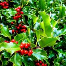 30 English Holly Seeds Ilex aquifolium Christmas Holly