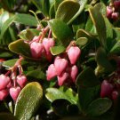 Bearberry Seeds for Planting 30 Seeds Attractive Fruit Bearing Ground Cover P