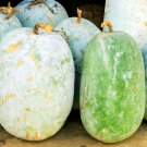 Giant Wax Gourd Seeds 10 Seeds to Grow