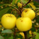 European Crab Apple (French Crabapple) Malus Sylvestris Tree 30 Seeds