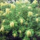 30 Chinese Sumac Tree Seeds Nutgall Tree Rhus chinensis