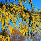 30 Hazel Alder Tree Seeds Alnus incana Rugosa