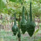 Caveman's Club Gourd Seeds 20 Seeds Big Club Shaped Gourds Sh