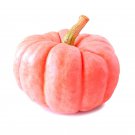 Pink Pumpkin Seeds 5 Seeds Porcelain Doll Pumpkins Ships from