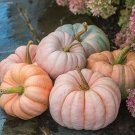 Rare Pink Pumpkin Seeds 10 Seeds Porcelain Doll Pumpkins