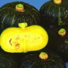 Black Kurinishiki Squash Seeds 10 Seeds Rare and Edible Black S