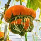 Turkish Turban Seeds 10 Seeds Colorful and Exotic Gourds Ship