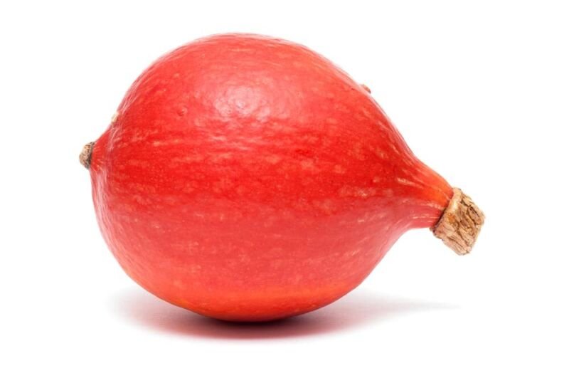 10 Red Kuri Squash Seeds OpenPollinated Japanese kabocha Pumpkin Easy to Gro