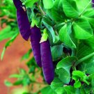 Purple Pod Pea Seeds 10 Seeds Heirloom and NonGMO Easy to Gro