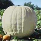 Show Winner White Giant Punmpkin Seeds 10 Seeds Easy to Grow G