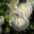 Golden Clematis Seeds (30 Seeds) Clematis tangutica