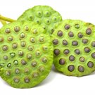 Sacred Lotus Flower Seeds (15 Seeds) Popular Aquatic Plant