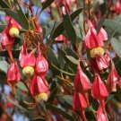Fuschia Gum Tree Seeds (30 Seeds) Eucalyptus forrestiana