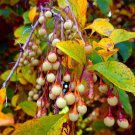 20 Japanese Snowbell Tree Seeds Styrax japonicus