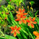 15 Leopard Lily Seeds Belamcanda chinensis