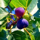 10 Edible Fig Tree Seeds Ficus carica