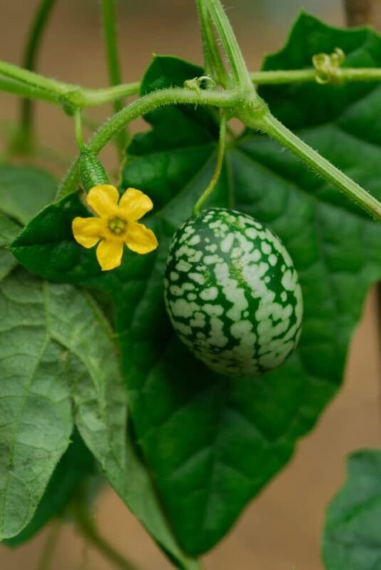50 Mouse Melon Seeds Grow This Exotic and Rare Garden Fruit Cucamelon Seeds