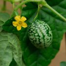 50 Mouse Melon Seeds Grow This Exotic and Rare Garden Fruit Cucamelon Seeds