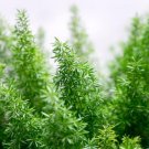 Emerald Fern Seeds (6 Seeds) Foxtail Fern Asparagus sprengeri