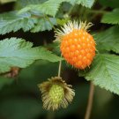 50 Salmonberry Bush Seeds Rubus spectabilis Great for Hummingbirds Salmon