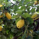 Chinese Quince Seeds (20 Seeds) Chaenomeles sinensis